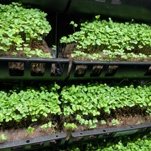 Load image into Gallery viewer, Filled Ellepot Pouches for Vertical Gardens
