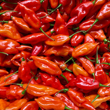Load image into Gallery viewer, Hot Paper Lantern Pepper
