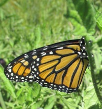 Load image into Gallery viewer, Common Milkweed
