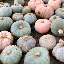 Load image into Gallery viewer, Pueblo Hubbard Squash
