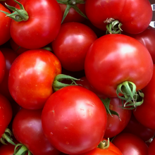 Load image into Gallery viewer, Mountain Girl Tomato
