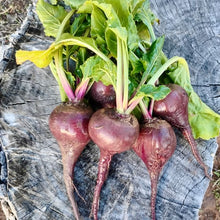 Load image into Gallery viewer, German Lutz Beets (Winterkeeper Beets)
