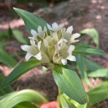 Load image into Gallery viewer, Gentian, Tibetan (Gentiana tibetica)
