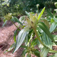 Load image into Gallery viewer, Gentian, Tibetan (Gentiana tibetica)
