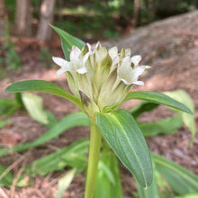 Load image into Gallery viewer, Gentian, Tibetan (Gentiana tibetica)
