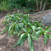 Load image into Gallery viewer, Gentian, Tibetan (Gentiana tibetica)
