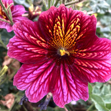 Load image into Gallery viewer, Painted Tongue (Salpiglossis)
