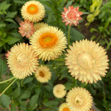 Load image into Gallery viewer, Strawflower, Apricot/Peach Mix
