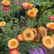 Load image into Gallery viewer, Strawflower, Apricot/Peach Mix

