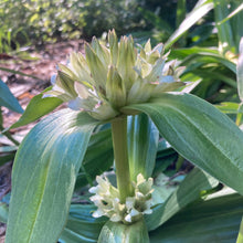 Load image into Gallery viewer, Gentian, Tibetan (Gentiana tibetica)
