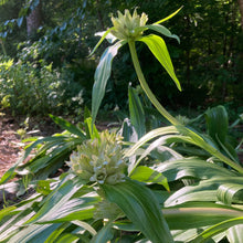 Load image into Gallery viewer, Gentian, Tibetan (Gentiana tibetica)
