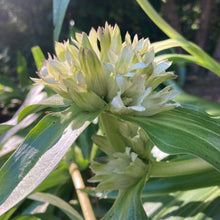 Load image into Gallery viewer, Gentian, Tibetan (Gentiana tibetica)
