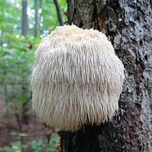 Load image into Gallery viewer, LIONS MANE MUSHROOM CULTURE — 10mL
