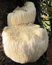 Load image into Gallery viewer, LIONS MANE MUSHROOM CULTURE — 10mL
