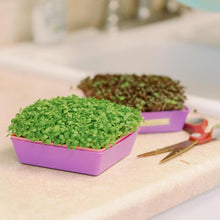 Load image into Gallery viewer, 5X5 Shallow Microgreen Trays

