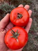 Load image into Gallery viewer, Moscow Tomato
