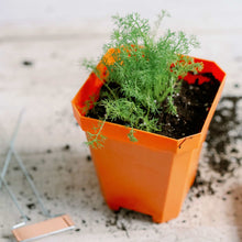 Load image into Gallery viewer, 5&quot; Nursery Pots with Insert Tray
