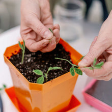 Load image into Gallery viewer, 5X5 Shallow Microgreen Trays
