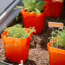 Load image into Gallery viewer, 5&quot; Nursery Pots with Insert Tray
