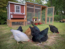 Load image into Gallery viewer, Medium Chicken Coop - Up to 10 Chickens
