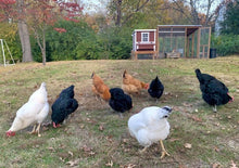 Load image into Gallery viewer, Medium Chicken Coop - Up to 10 Chickens
