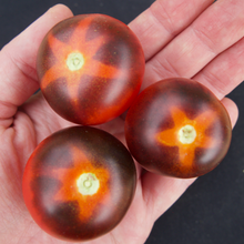 Load image into Gallery viewer, Goluboy Les (Blue Forest) Tomato

