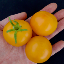 Load image into Gallery viewer, Gold Nugget Tomato
