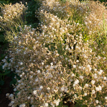 Load image into Gallery viewer, Spotty Troutback Lettuce

