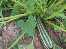 Load image into Gallery viewer, Coco Zelle Zucchini
