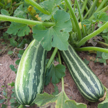 Load image into Gallery viewer, Coco Zelle Zucchini
