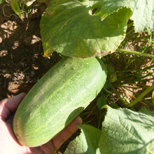 Load image into Gallery viewer, Marketmore Cucumber
