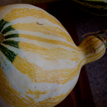 Load image into Gallery viewer, Hopi Origin Cushaw Winter Squash
