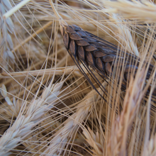 Load image into Gallery viewer, Heritage Grains Mix (Wheat, Barley &amp; Rye)
