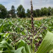 Load image into Gallery viewer, Painted Mountain Corn (Colorado-Adapted)
