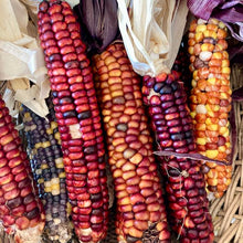 Load image into Gallery viewer, Painted Mountain Corn (Colorado-Adapted)

