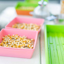 Load image into Gallery viewer, Classroom Microgreens Bundle

