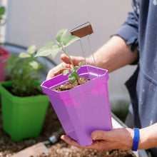 Load image into Gallery viewer, 5&quot; Nursery Pots with Insert Tray
