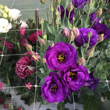 Load image into Gallery viewer, Trellis Netting | 6&quot; Mesh
