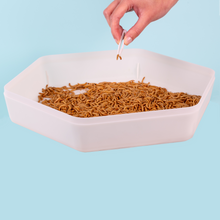 Load image into Gallery viewer, Mealworm Storage Tray (Beetle Tray Not Included)
