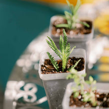 Load image into Gallery viewer, Propagation Kit | For Cuttings, Seedlings and More
