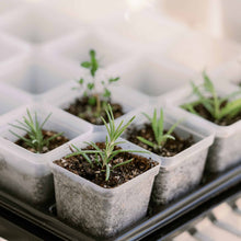 Load image into Gallery viewer, Propagation Kit | For Cuttings, Seedlings and More
