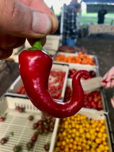 Load image into Gallery viewer, San Felipe Pepper
