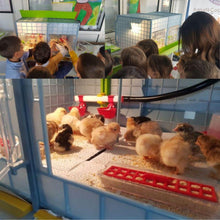 Load image into Gallery viewer, Chick Brooder - 2 Section H:15&quot; (Starter Kit for Chickens, Turkeys, Ducks)
