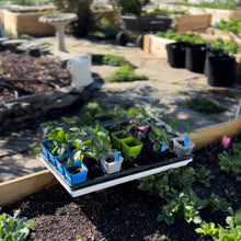 Load image into Gallery viewer, Seed Starter Pots - 2.5&quot; Extra Strength

