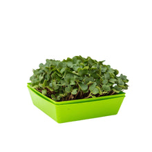 Load image into Gallery viewer, 5X5 Shallow Microgreen Trays
