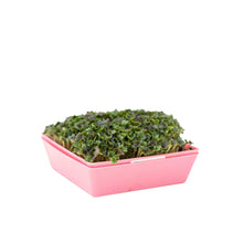 Load image into Gallery viewer, 5X5 Shallow Microgreen Trays
