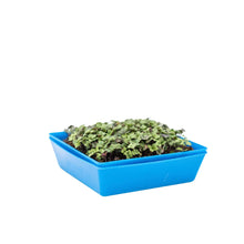 Load image into Gallery viewer, 5X5 Shallow Microgreen Trays
