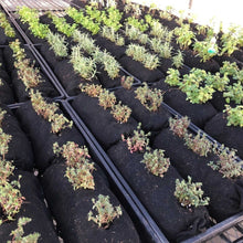 Load image into Gallery viewer, Varden™ Soil-Filled Vardensok
