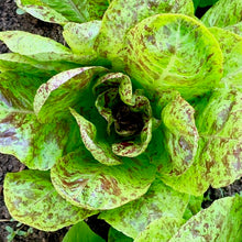 Load image into Gallery viewer, Spotty Troutback Lettuce
