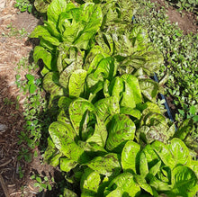Load image into Gallery viewer, Spotty Troutback Lettuce
